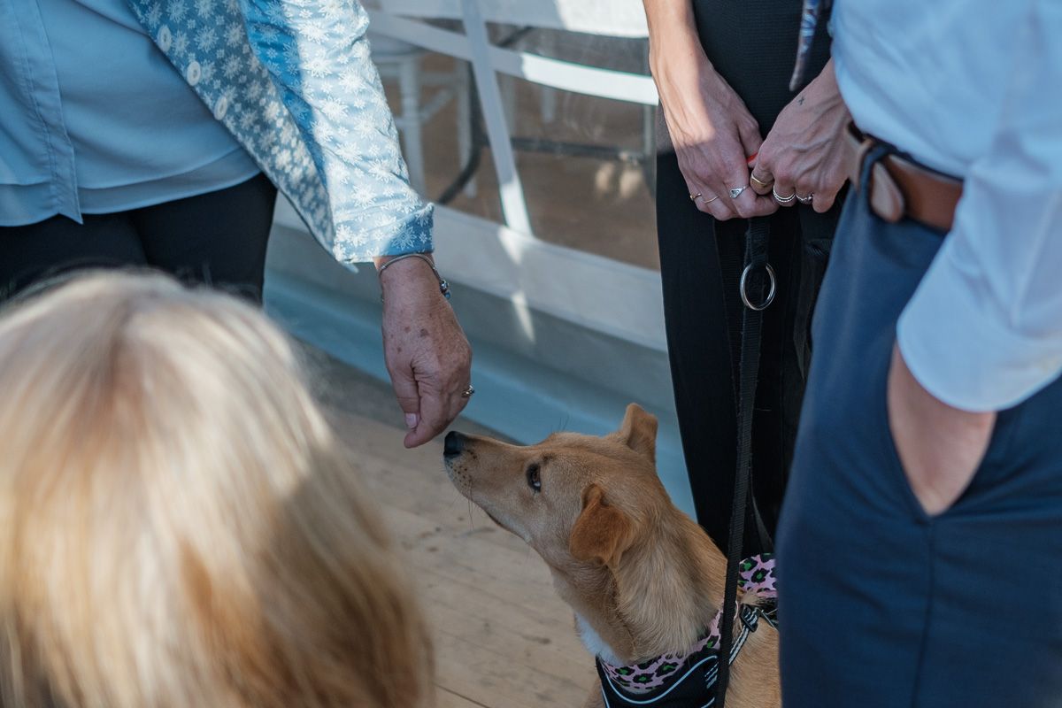 Der Hund des Paares mit Halstuch zwischen den Gästen